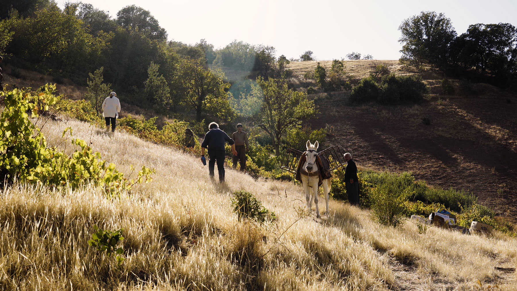Walking The Vineyards and harvesting rasheh grapes