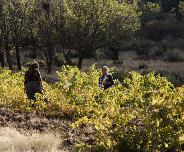 Picking Grapes, rasheh grapes harvest
